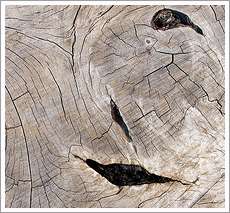 Weathered Wood Stump Texture